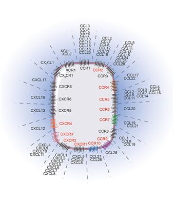 Targeting Chemokines and Chemokine Receptors in Melanoma and Other Cancers